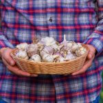 Plantarea usturoiului toamna: Sfaturi pentru o recoltă bună